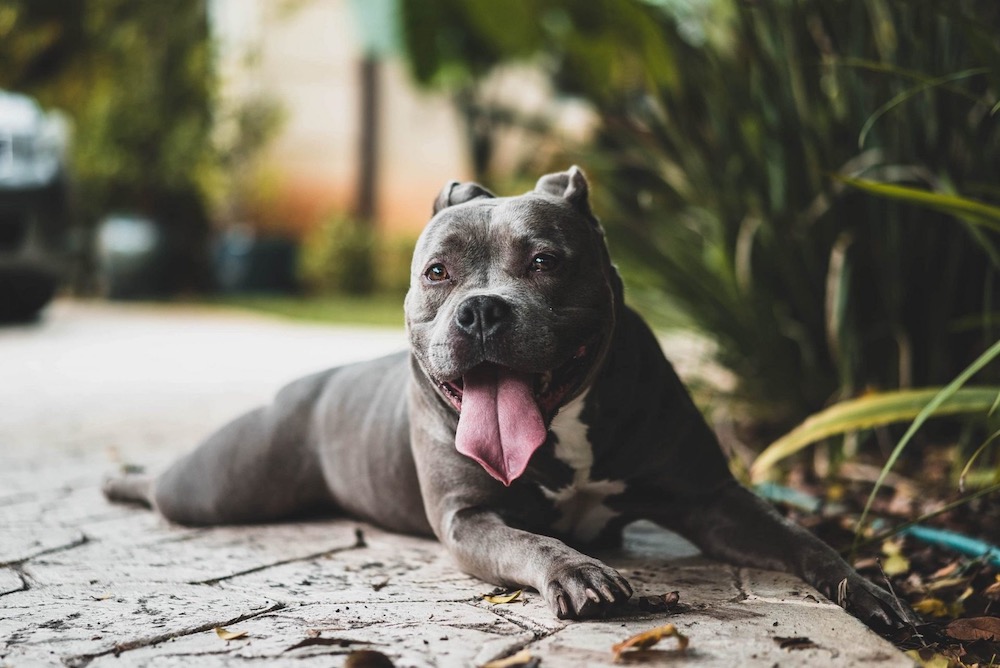 25 Dog Breeds That Could Increase Your Homeowners Insurance Rates