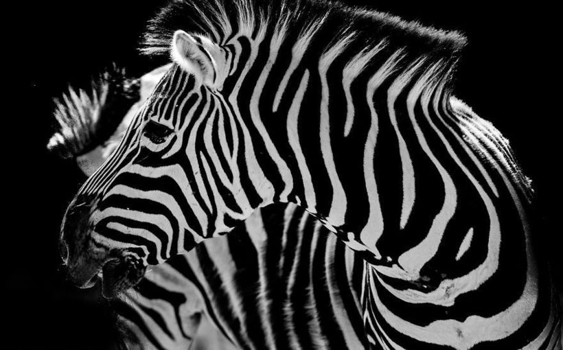 Goran Anastasovski’s Phenomenal Photos Of Wild Animals