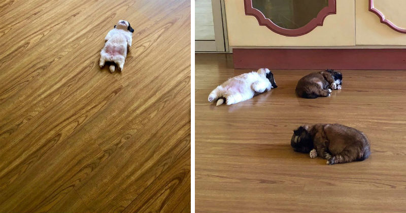 Tiny Puppy With a Habit to Sleep in a Weird Pose Became a Meme!