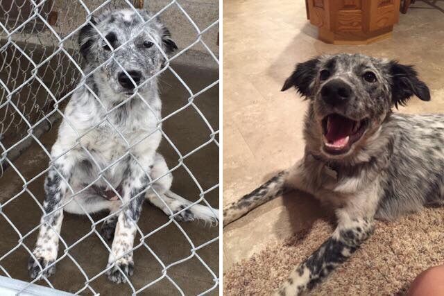 Heartwarming Transformations: Before and After Adoption Photos of Rescue Dogs
