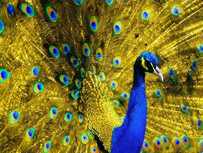 10 Majestic Birds That Will Take Your Breath Away 