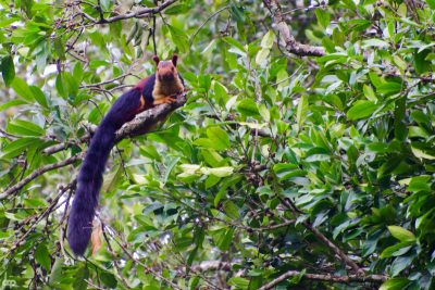This Giant-tailed Squirrel Has Gone Viral 