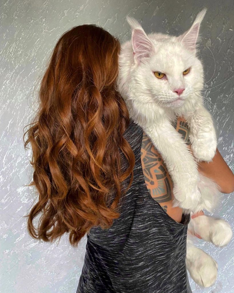 Meet Kefir, The Biggest Maine Coon in the World 