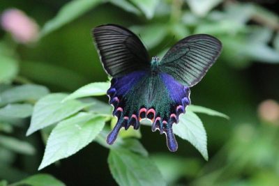 The 7 Most Beautiful Butterflies In The World 