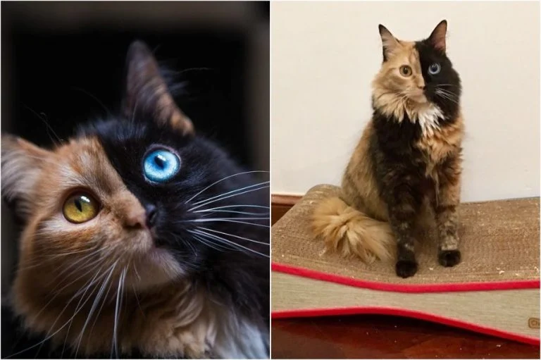 Quimera The Two-Faced Cat
