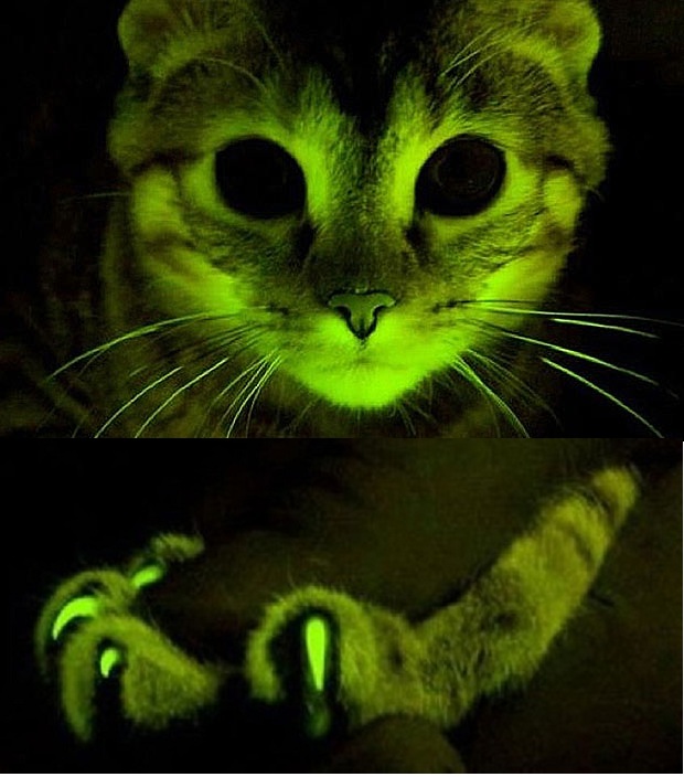 10 Spectacular Glow-in-the-Dark Animals 