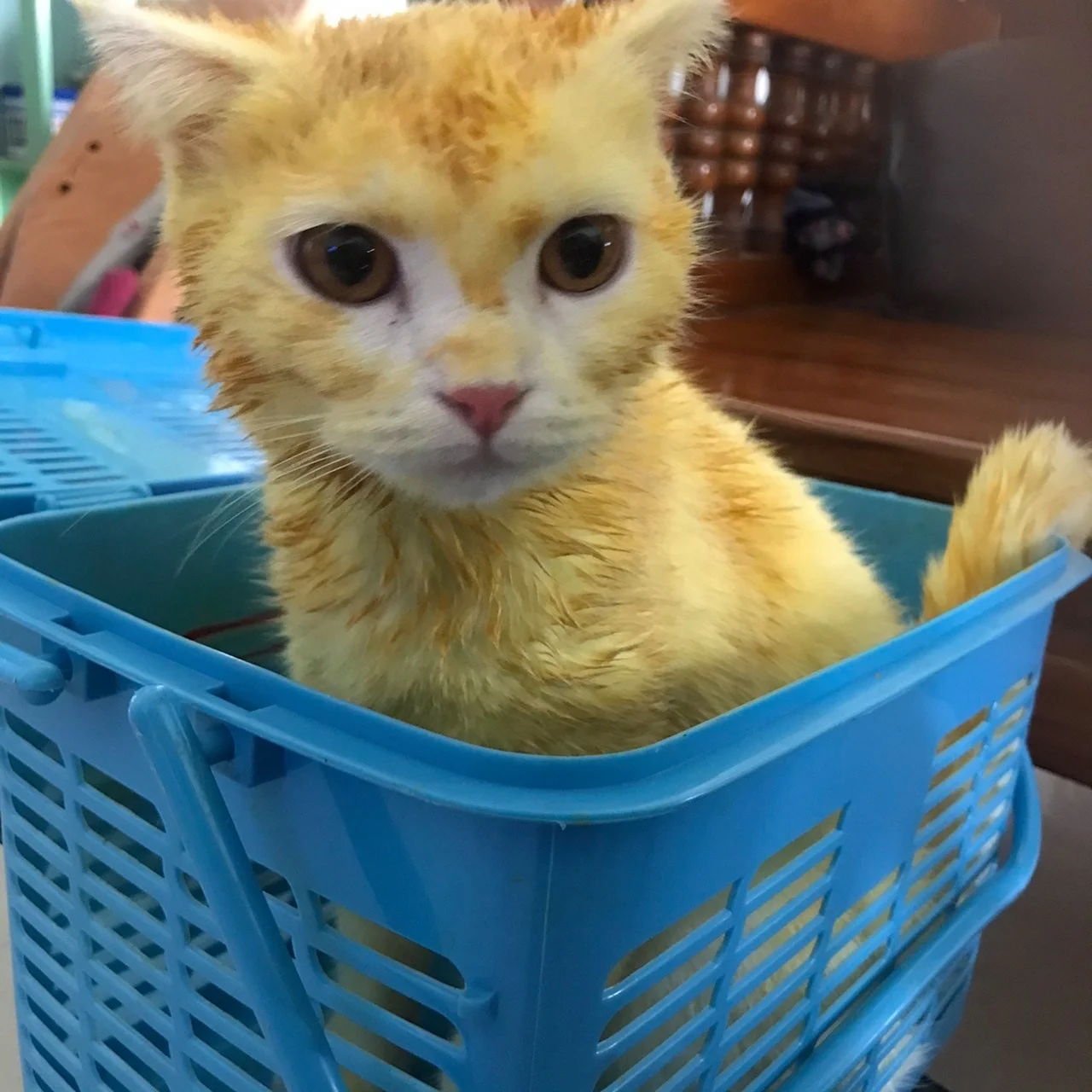 Thai Lady Turned Her Cat Yellow Trying To Save Its Life