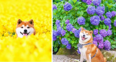 The Happiest Shiba Inu On Instagram! 