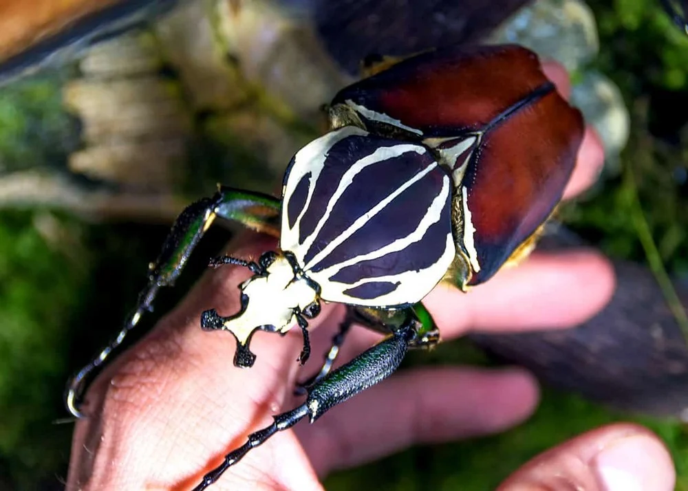 These Are The Largest Insects in the World