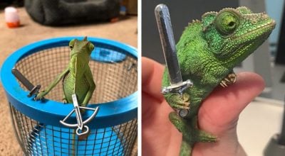Chameleons Holding Tiny Weapons Is The Best Thing To Come Out Of 2020 