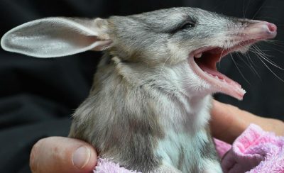 9 Cutest Animals With Gigantic Ears