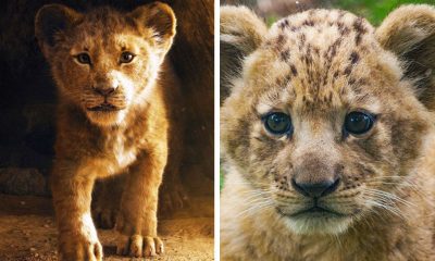 Disney’s Live-Action Simba Was Based on the Cutest Lion Cub Ever! 