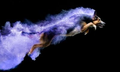 Powder Photography On Dogs Is Magical 