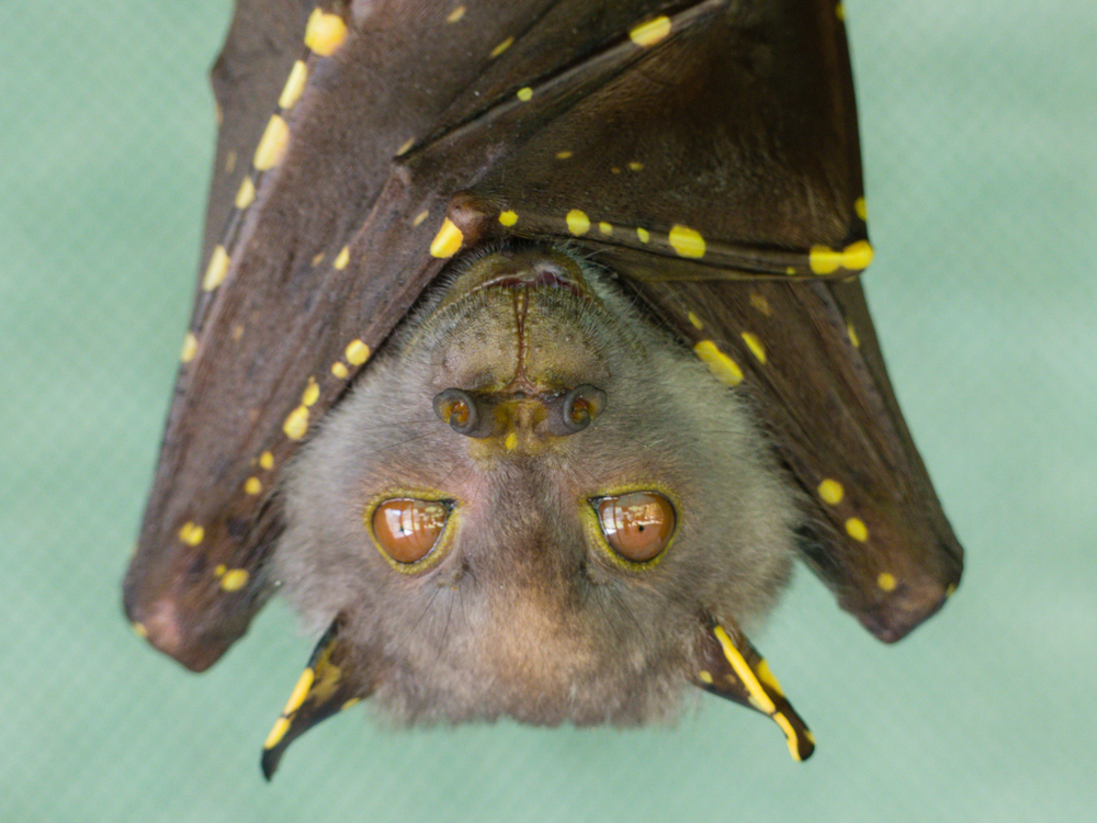 17 Incredible Facts About Bats 