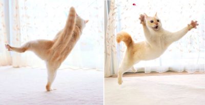 Japanese Dancing Cat Blew Up the Internet! 