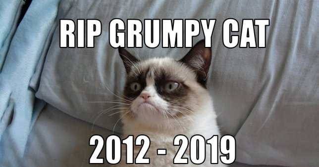Legendary “Grumpy Cat” Died at the Age of 7 