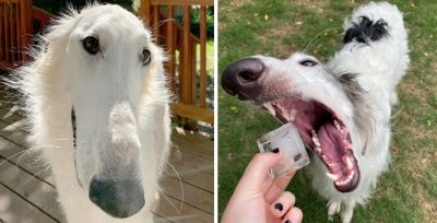 Top 6 Most Adorable Borzoi Accounts on Instagram 