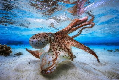10 Interesting Octopus Facts Straight From an Octopus Himself 
