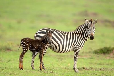 A Dotted Zebra?! What Sorcery Is This?