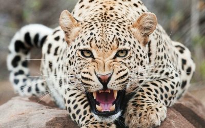 Top 20 Strongest Animal Bites in the World 